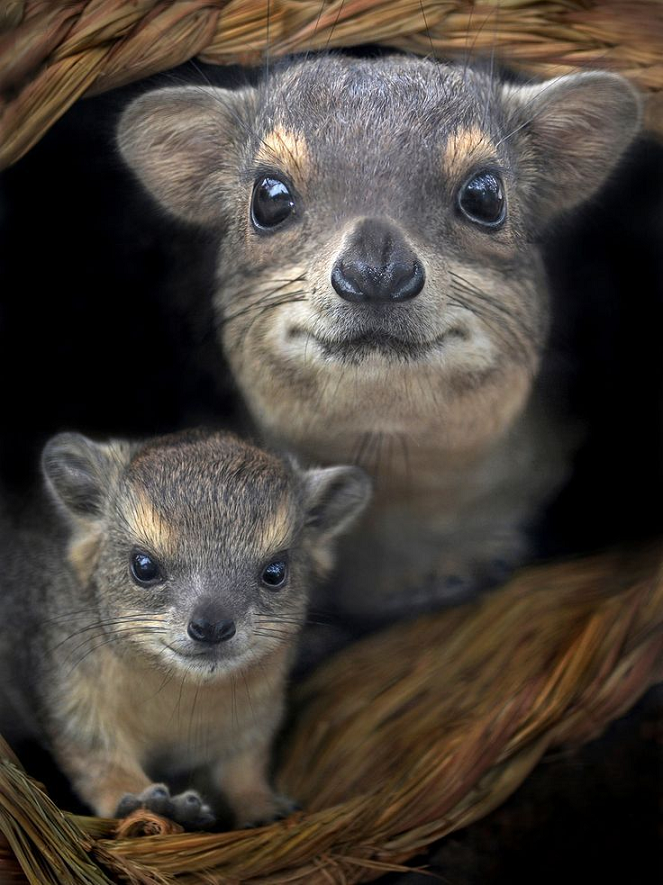 Beautiful & Captivating Wildlife Photos