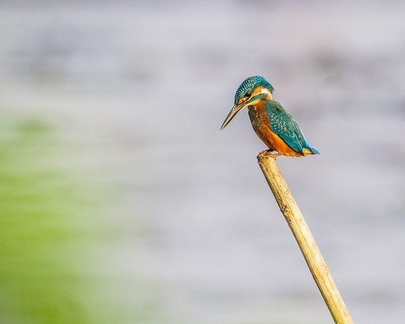 kingfisher