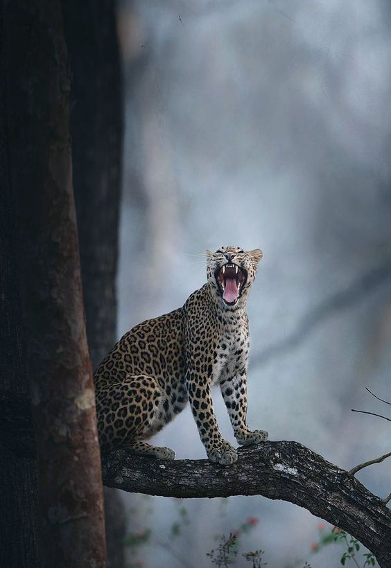 Beautiful & Captivating Wildlife Photos