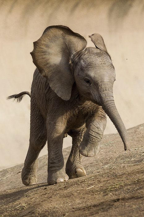 Beautiful & Captivating Wildlife Photos