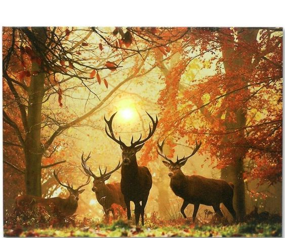 Beautiful & Captivating Wildlife Photos