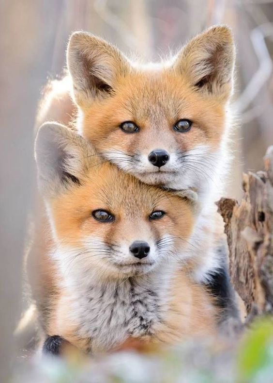 Beautiful & Captivating Wildlife Photos