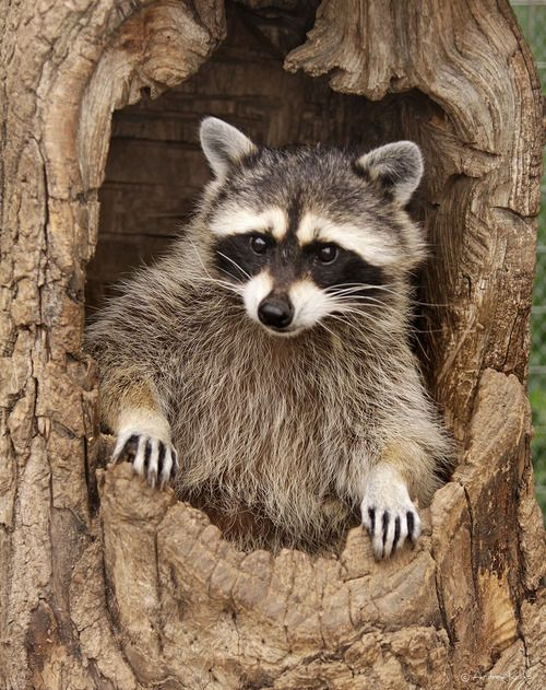 Beautiful & Captivating Wildlife Photos