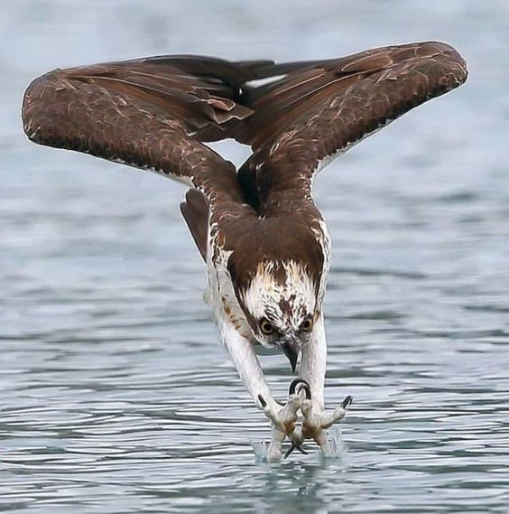 Beautiful & Captivating Wildlife Photos