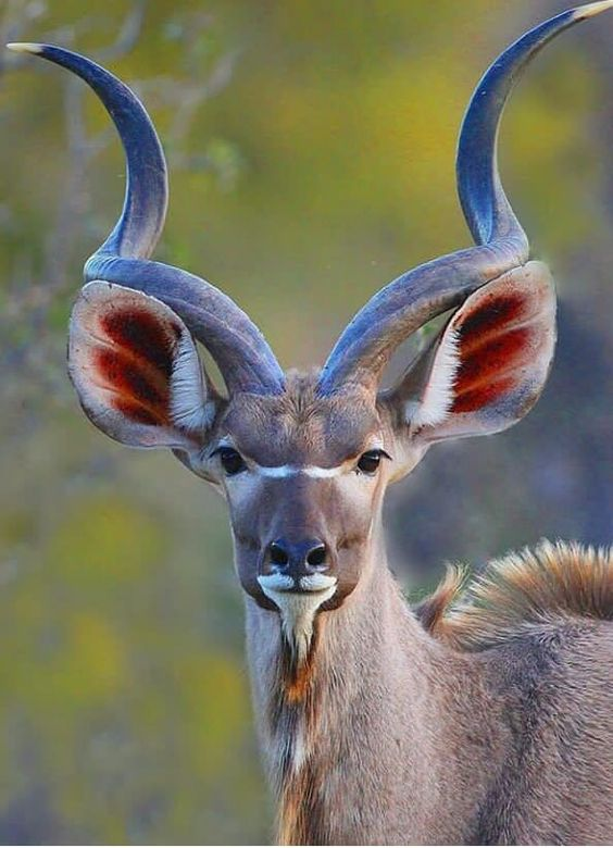 Beautiful & Captivating Wildlife Photos