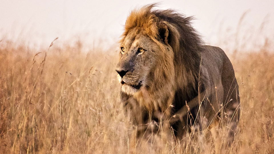 Beautiful & Captivating Wildlife Photos