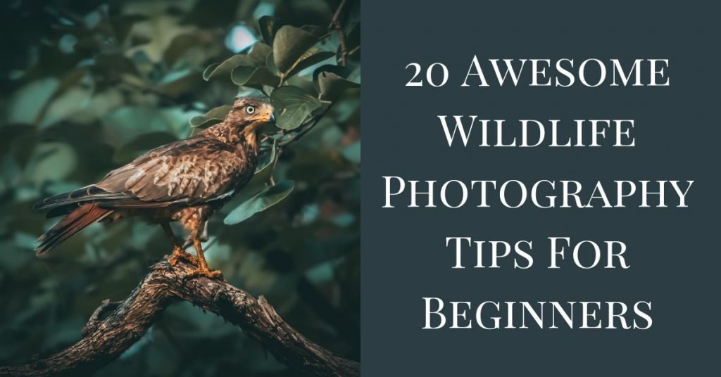 20 Wildlife Photography Tips For Beginners - EditingCorp