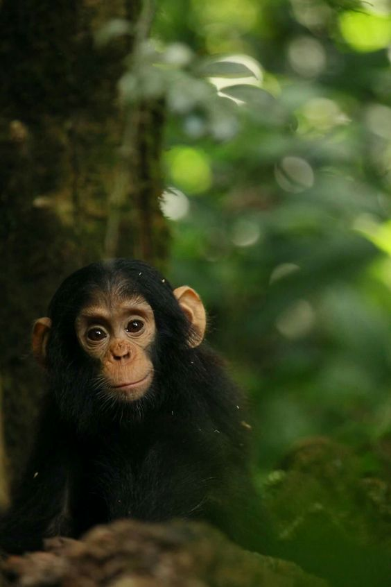 Beautiful & Captivating Wildlife Photos