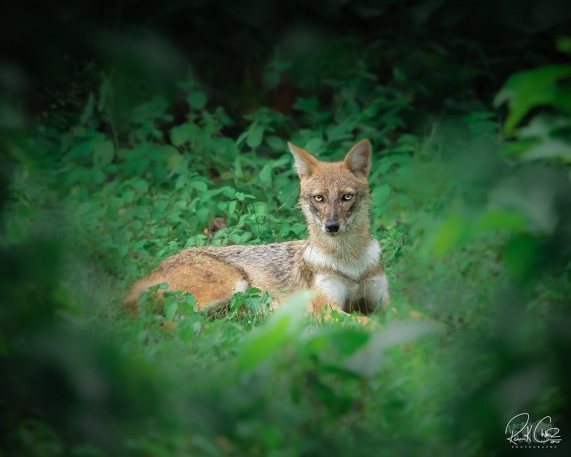 Jackal