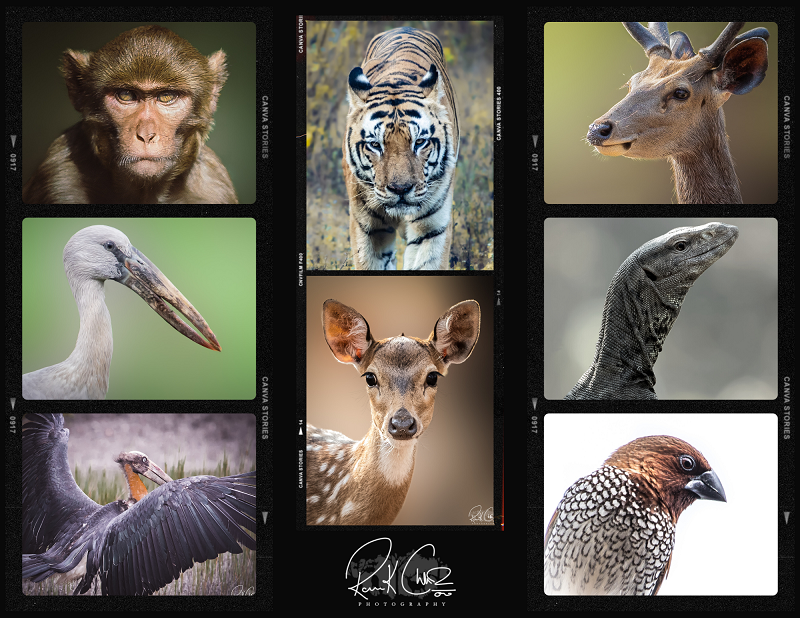 Raunak Chhabra Photography - Best Wildlife Photography Spots