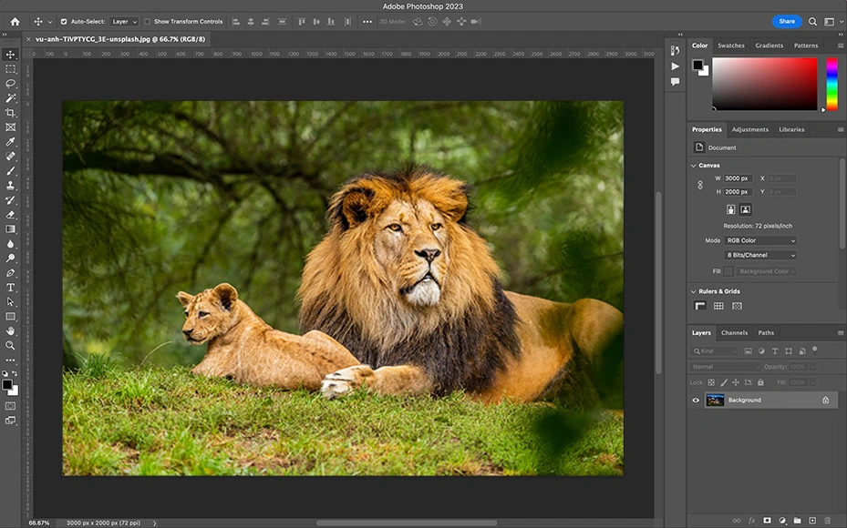 Wildlife Photography Post Processing