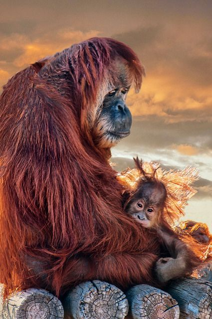 Beautiful & Captivating Wildlife Photos