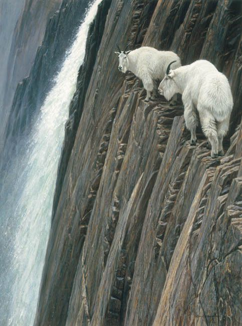 Beautiful & Captivating Wildlife Photos