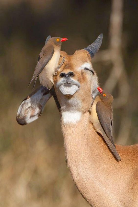 Beautiful & Captivating Wildlife Photos