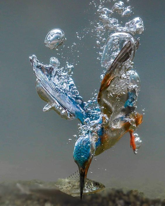 Beautiful & Captivating Wildlife Photos