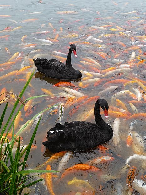 Beautiful & Captivating Wildlife Photos