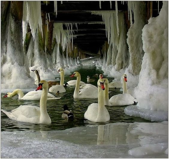 Beautiful & Captivating Wildlife Photos