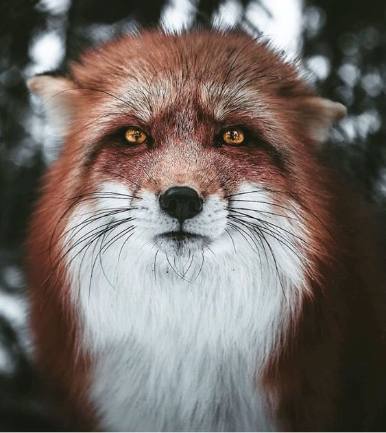Beautiful & Captivating Wildlife Photos