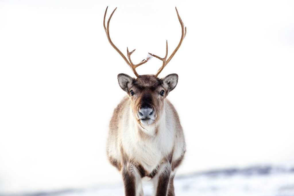 Beautiful & Captivating Wildlife Photos