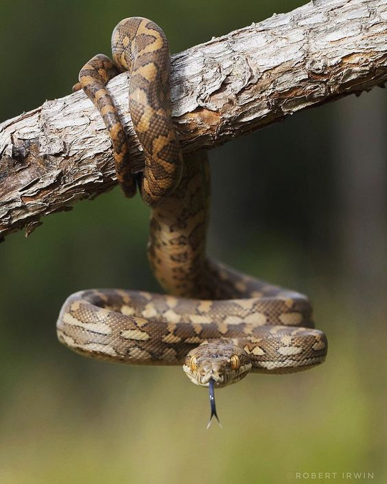 Beautiful & Captivating Wildlife Photos