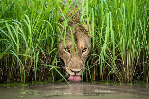 Beautiful & Captivating Wildlife Photos