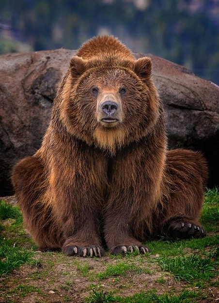 Beautiful & Captivating Wildlife Photos