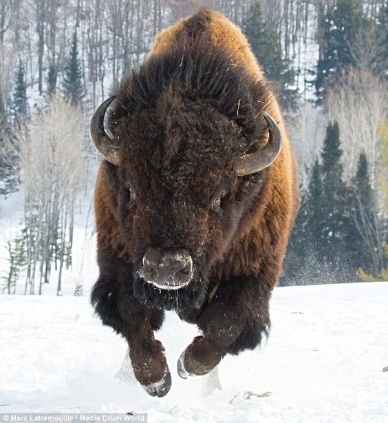 Beautiful & Captivating Wildlife Photos