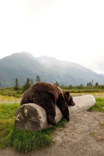 Beautiful & Captivating Wildlife Photos