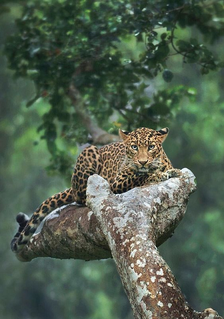 Beautiful & Captivating Wildlife Photos
