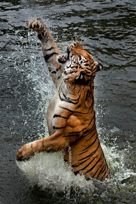 Beautiful & Captivating Wildlife Photos