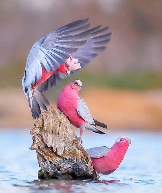 Beautiful & Captivating Wildlife Photos