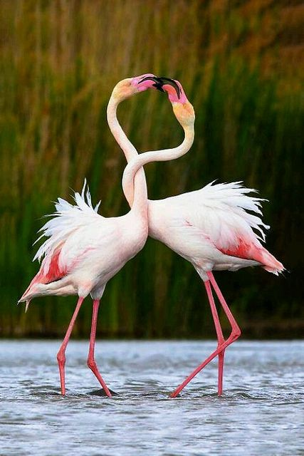 Beautiful & Captivating Wildlife Photos