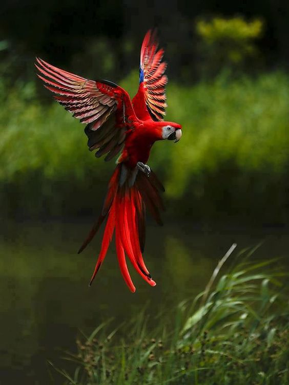 Beautiful & Captivating Wildlife Photos