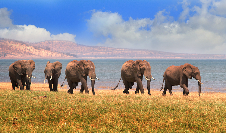 Beautiful & Captivating Wildlife Photos