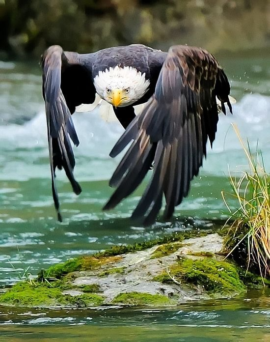 Beautiful & Captivating Wildlife Photos