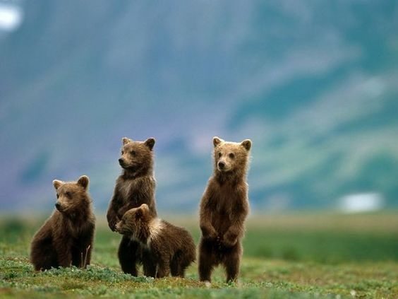 Beautiful & Captivating Wildlife Photos