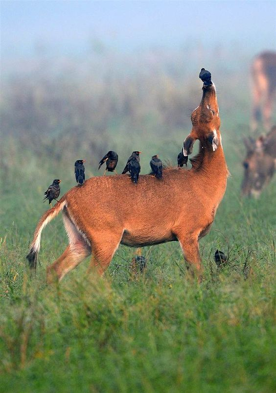 Beautiful & Captivating Wildlife Photos