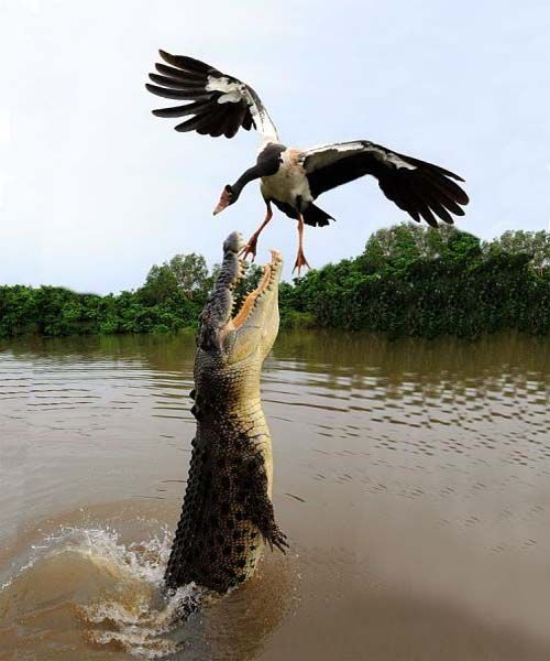 Beautiful & Captivating Wildlife Photos