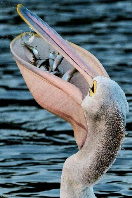 Beautiful & Captivating Wildlife Photos
