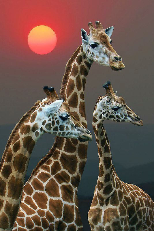 Beautiful & Captivating Wildlife Photos