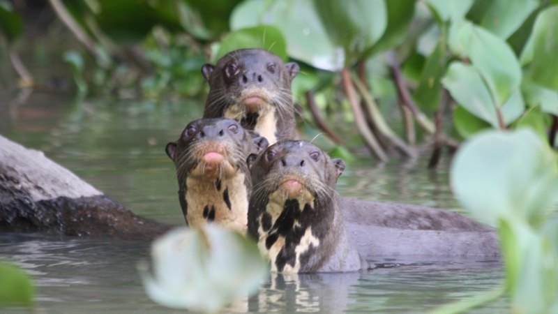 Beautiful & Captivating Wildlife Photos