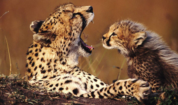 Beautiful & Captivating Wildlife Photos