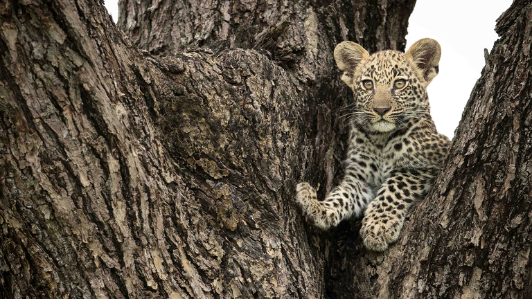 Beautiful & Captivating Wildlife Photos