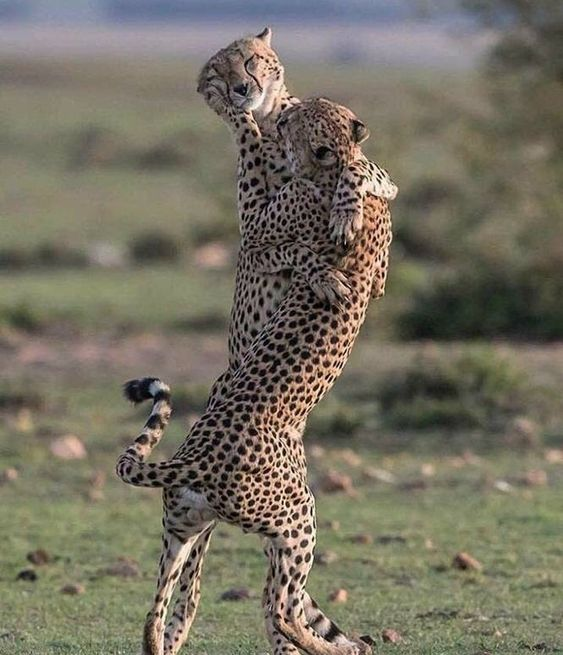 Beautiful & Captivating Wildlife Photos