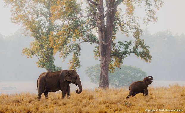 Wildlife Photography Tips