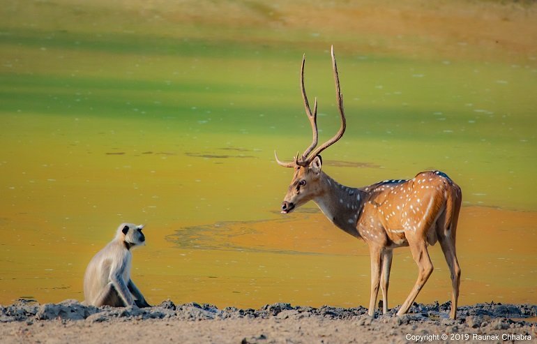deer and monkey