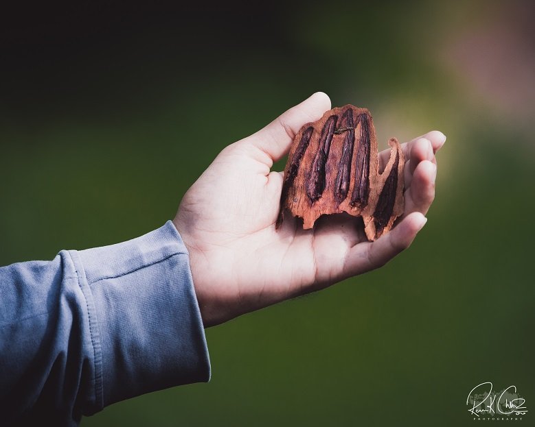 bear claws