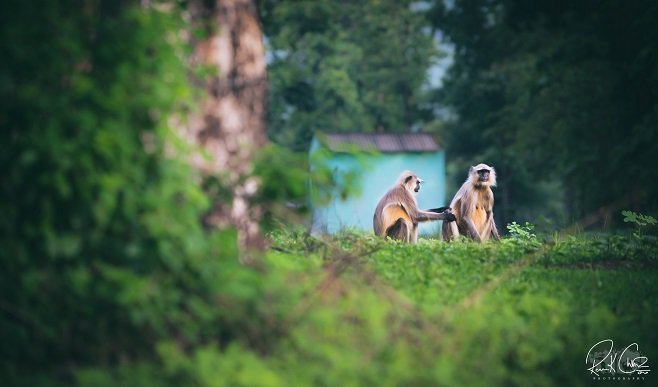 monkeys