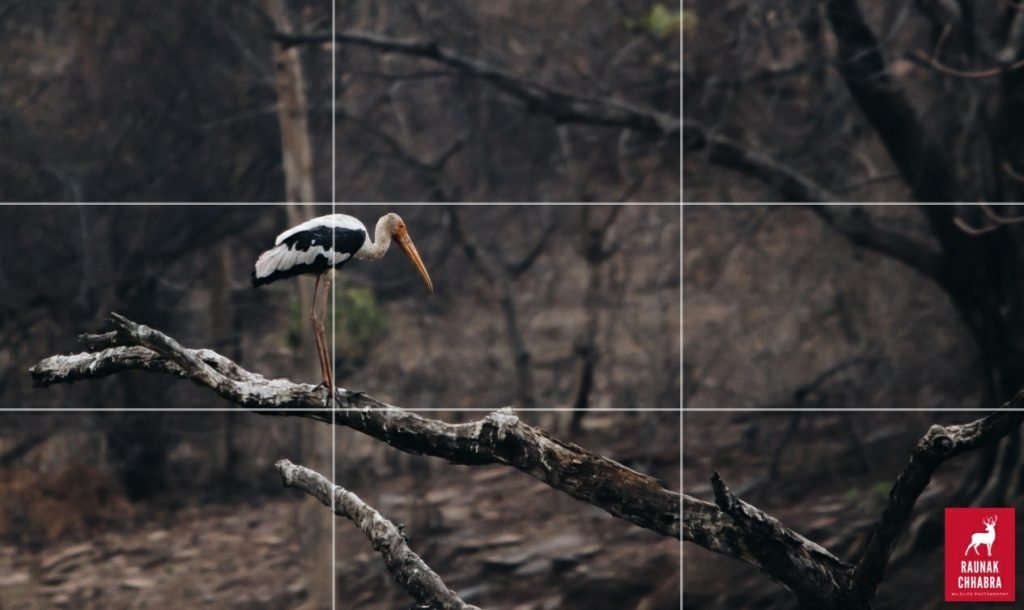 rule of thirds photography