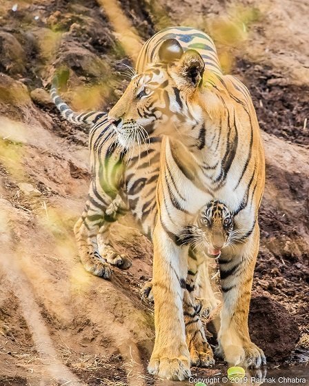 tiger and cub